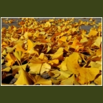 autumn047.jpg